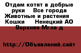 Отдам котят в добрые руки. - Все города Животные и растения » Кошки   . Ненецкий АО,Верхняя Мгла д.